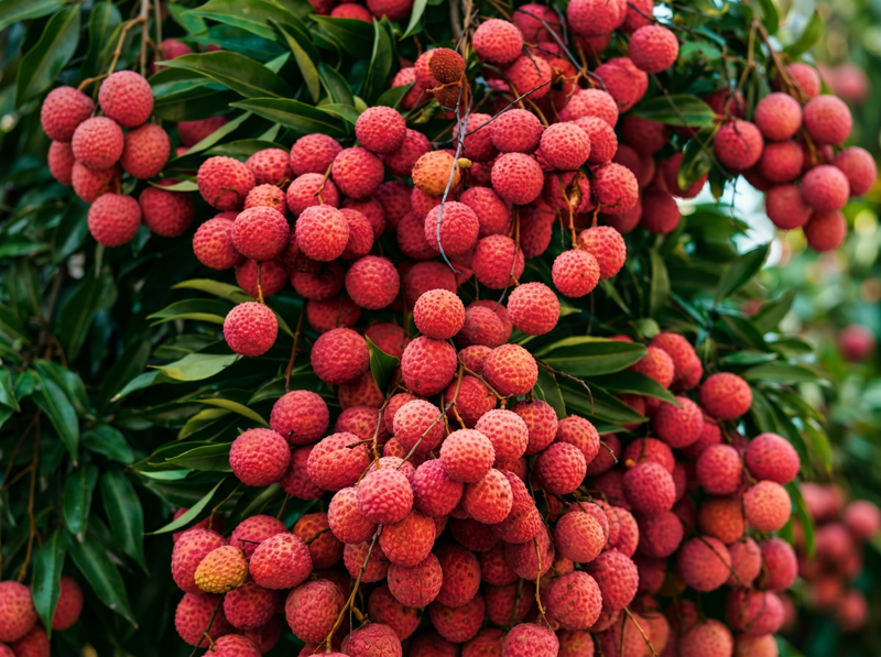 Ilachi Litchi